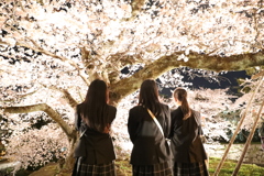 桜と美少女たち