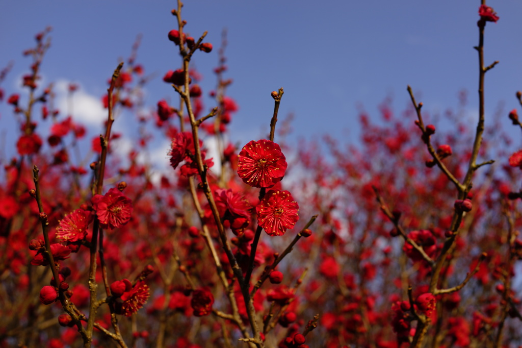 鹿児島紅　（梅林公園）