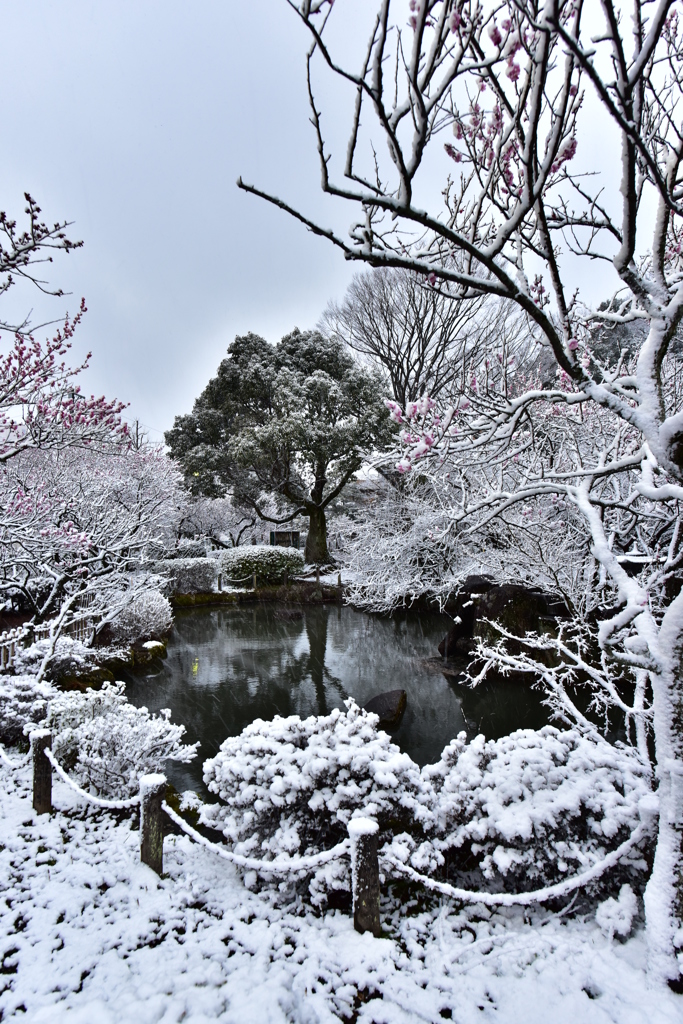 梅林公園　雪と梅
