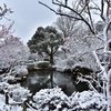 梅林公園　雪と梅