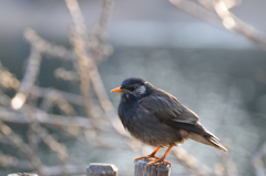 何て鳥？