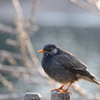 何て鳥？