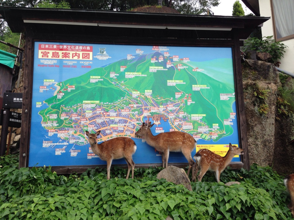 はく製？？