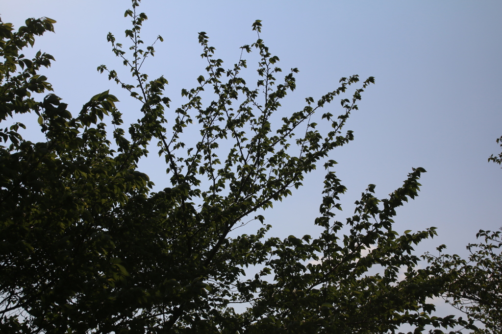 2034_逆光f4.5
