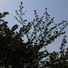 2033_逆光ｆ11