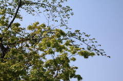 2006_f5