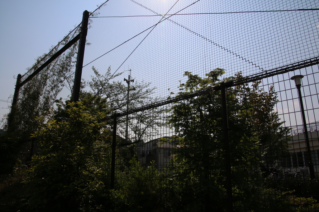 逆光F13_2008