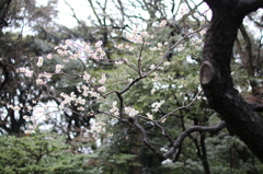 お花1