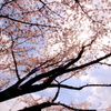 IMG_3178DPP
