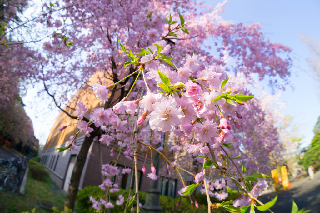 20150406-DSC04061