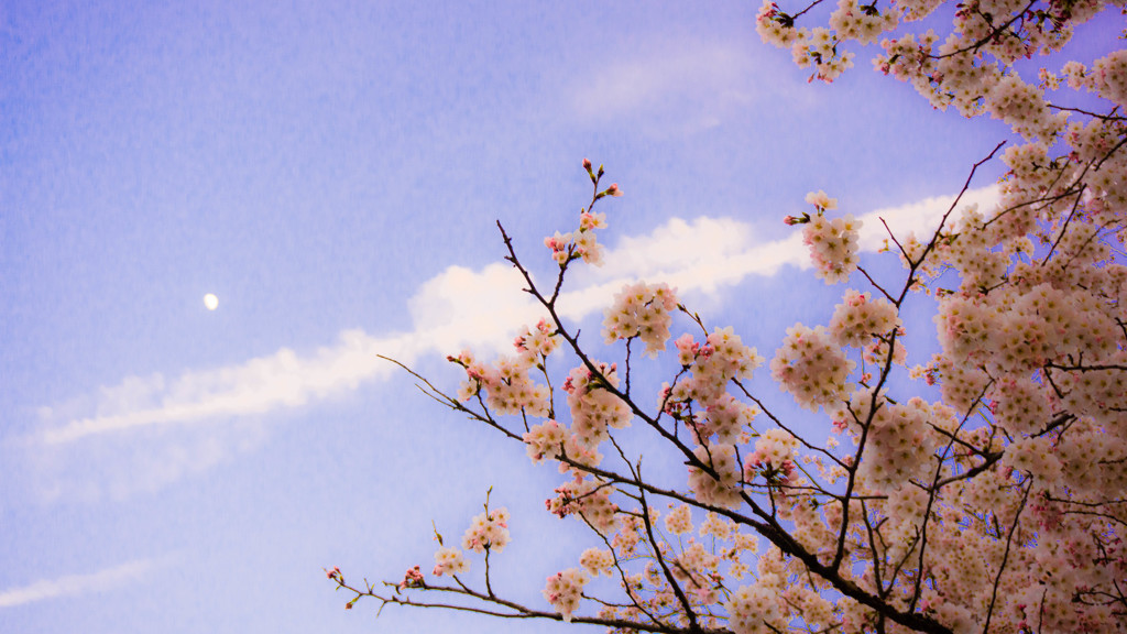 桜と飛行機雲と月と