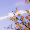桜と飛行機雲と月と
