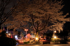 夜桜