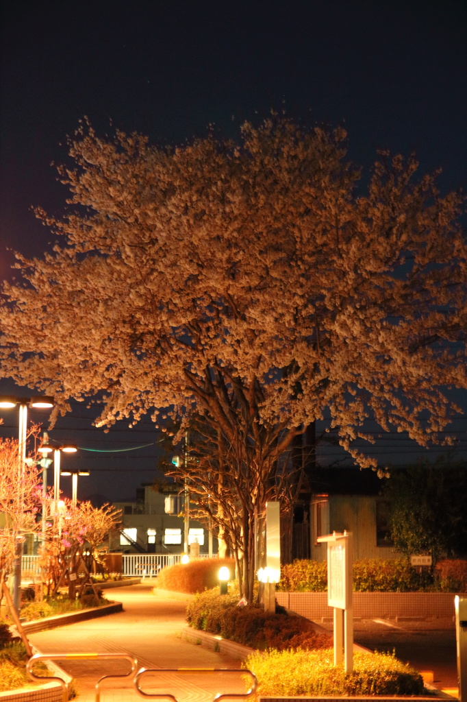 夜桜２