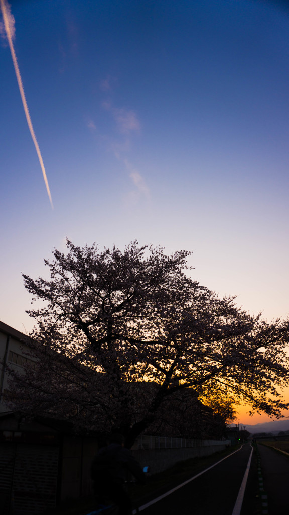 桜と飛行機雲と夕日と