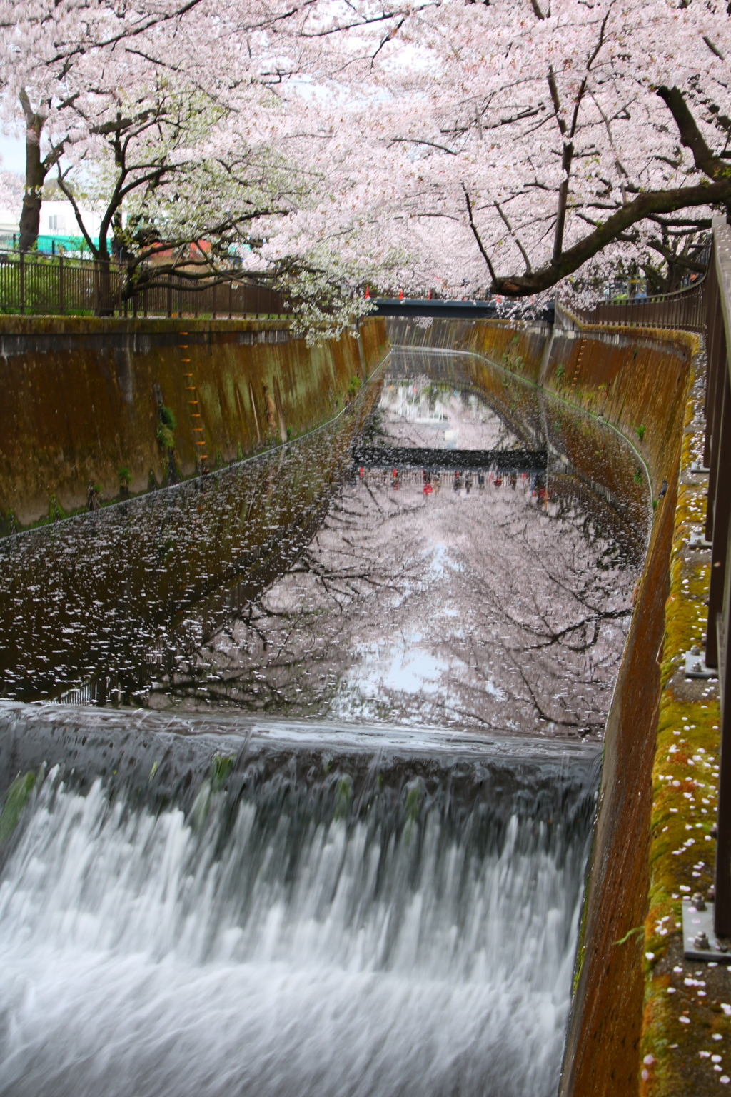 成城学園前近くの桜