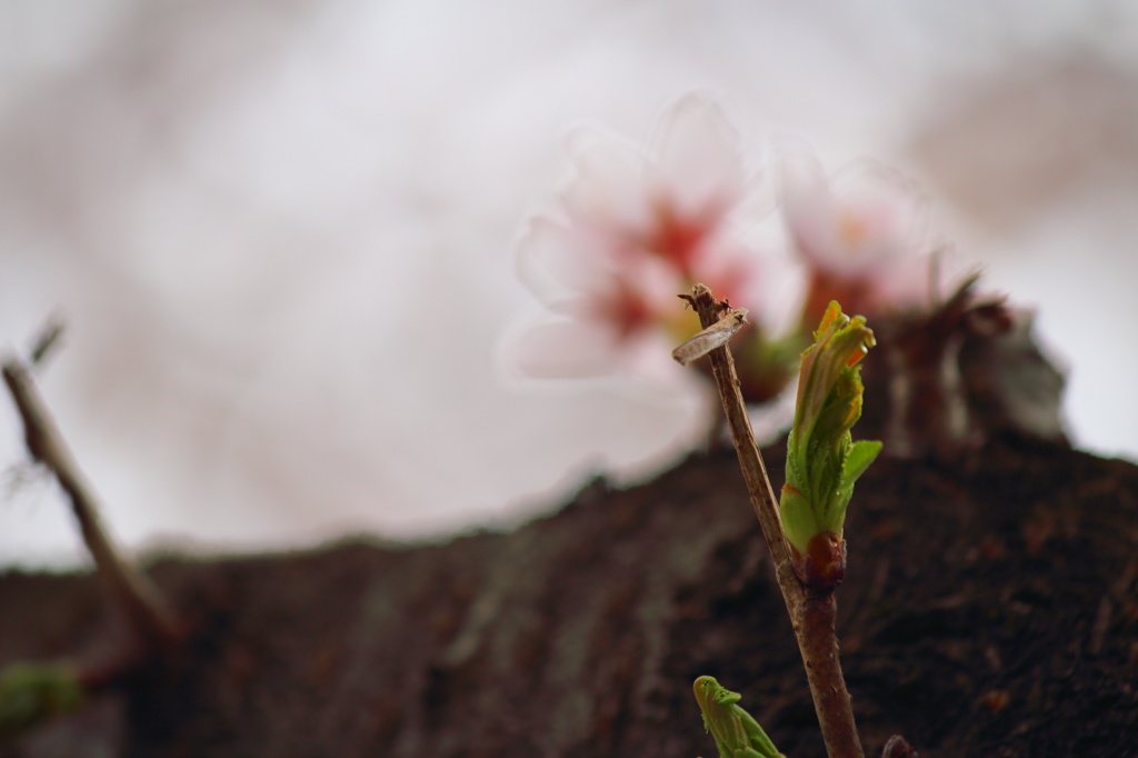 新芽