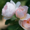 薔薇４