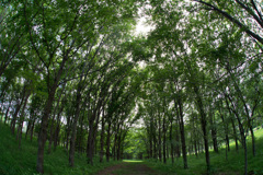 オウムの通り道