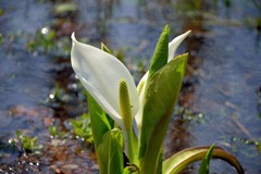 水芭蕉　ヒカリ