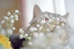 花とレオ２