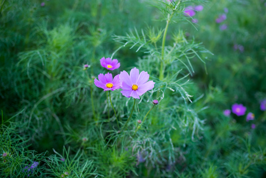 水中花