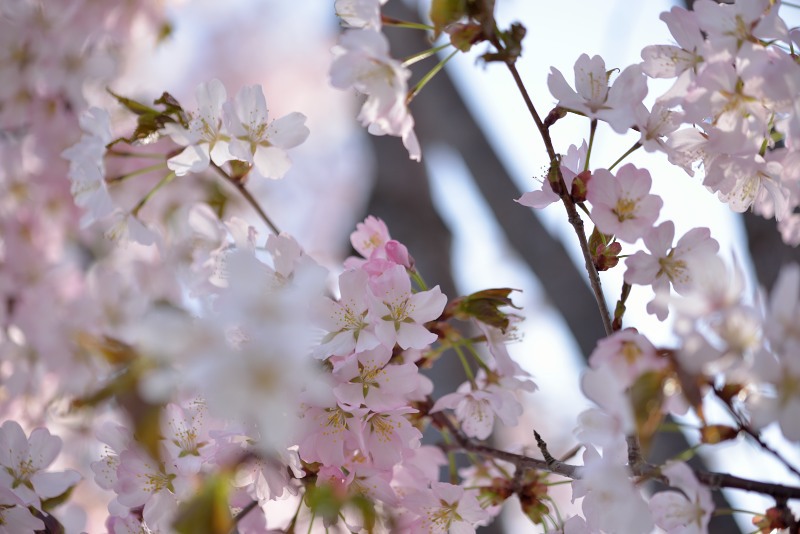 sakura