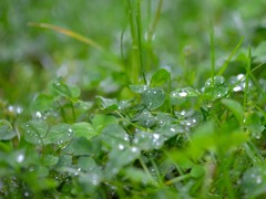 雨上がり