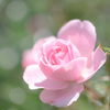 薔薇１