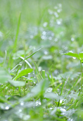 雨上がりの星