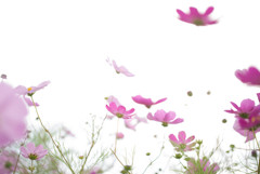 蝶々は花が飛んでいる姿