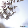 桜2020-5
