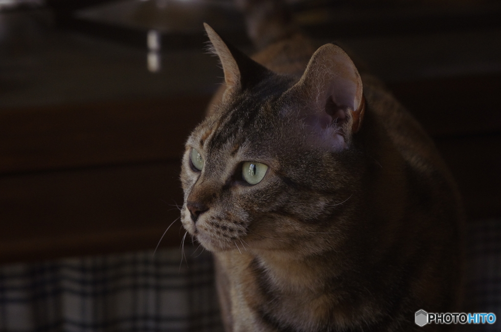 キャッチ