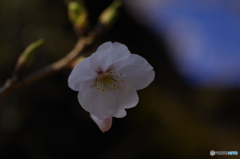 桜2020-7