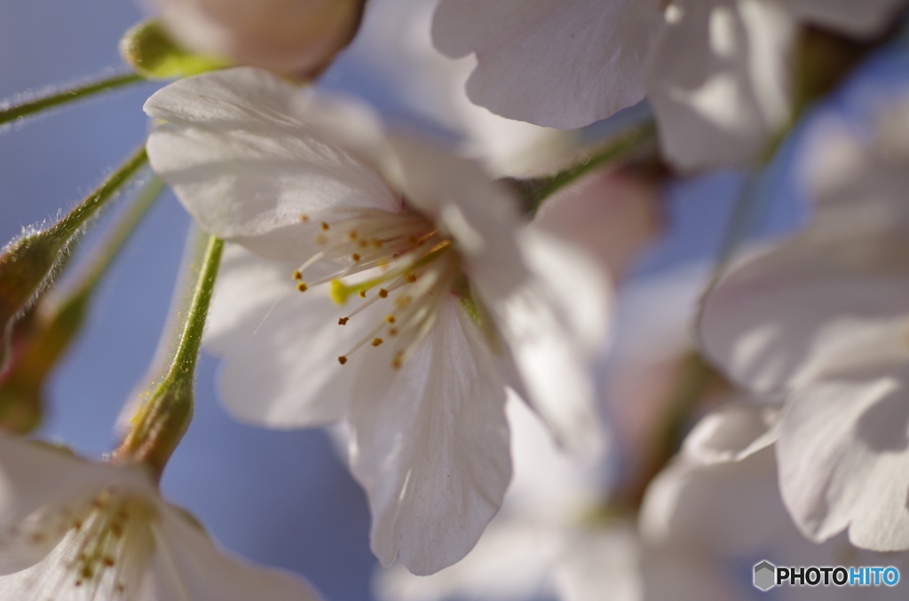 桜2020-11
