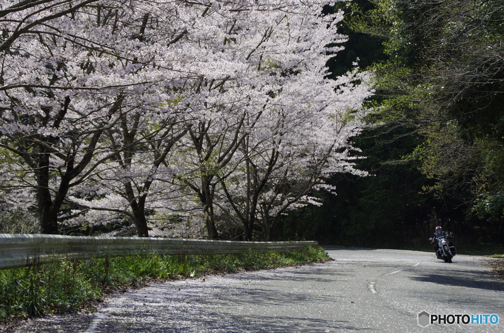 桜吹雪の中