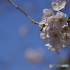 桜2020-2