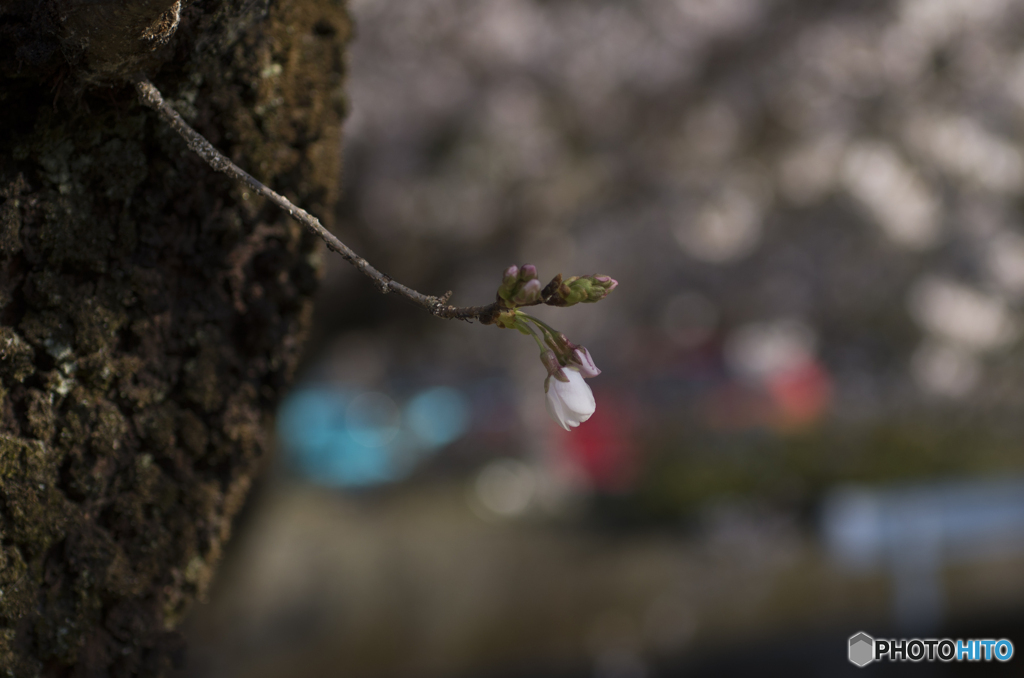 桜2020-9