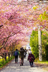 nohohon