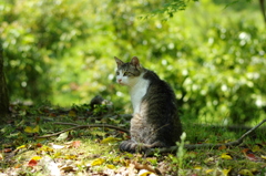 美人猫