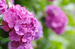 紫陽花