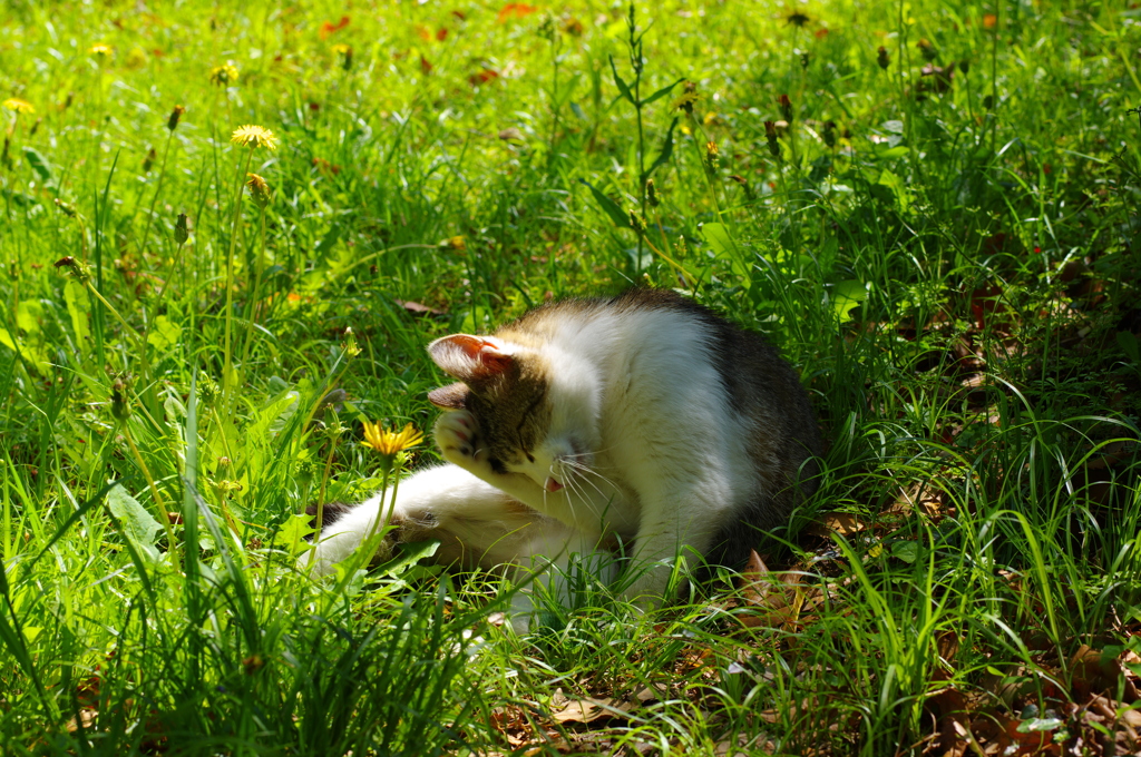 悩み猫