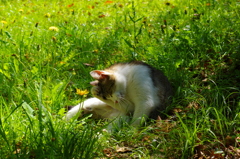 悩み猫