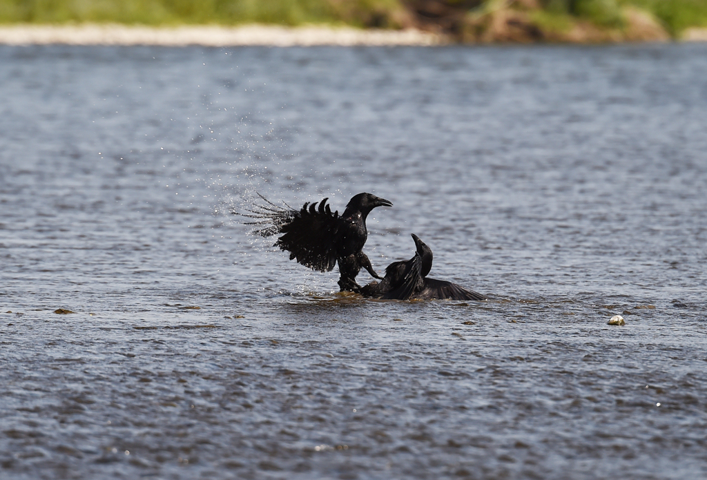 crow fight！①
