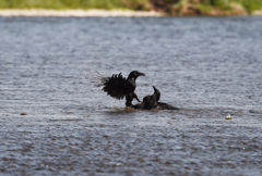 crow fight！①