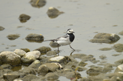 身近な水辺の野鳥たち１