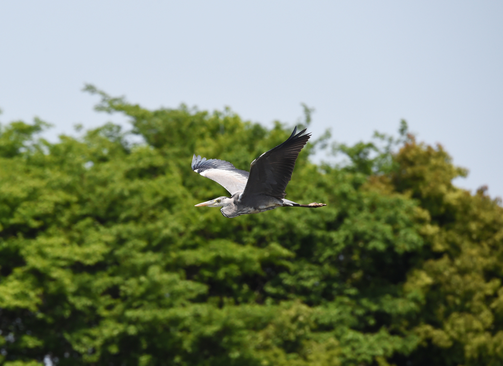 身近な水辺の野鳥たち４