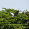 身近な水辺の野鳥たち４