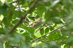 木陰から失礼します