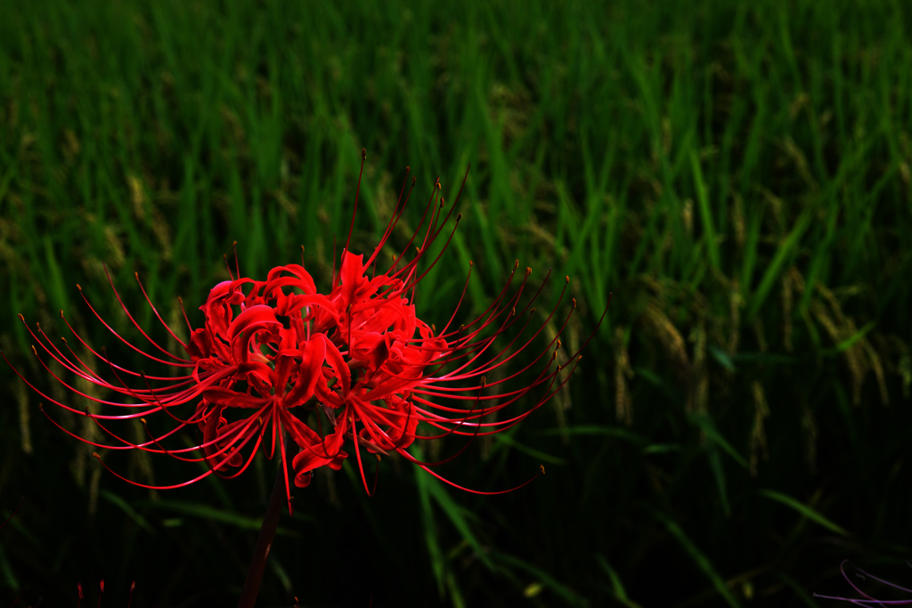 稲穂に浮かぶ曼珠沙華